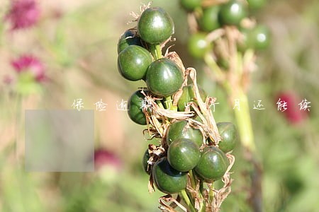 保险逾期了4个月还能续交吗 保险逾期了4个月还能续交吗