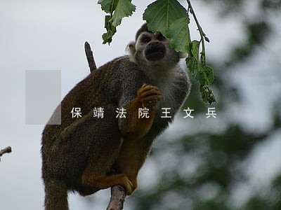 保靖法院王文兵 保靖法院王文兵