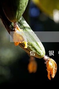 信丰银行信用卡逾期几天上征信 信丰银行信用卡逾期几天上征信