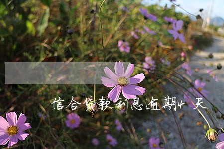 信合贷款利息逾期4天 信合贷款利息逾期4天