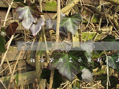 信合贷款显示逾期3次 信合贷款显示逾期3次
