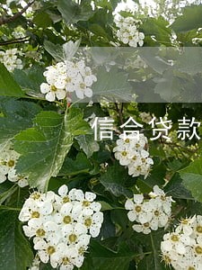 信合贷款逾期 信合贷款逾期