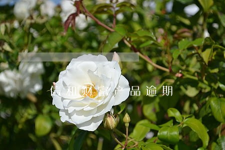 信和财富产品逾期 信和财富产品逾期