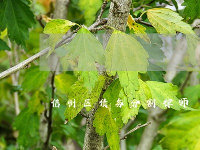 信州区债务分割律师 信州区债务分割律师