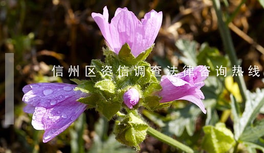 信州区资信调查法律咨询热线 信州区资信调查法律咨询热线
