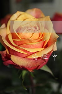 信征中心有网贷逾期
