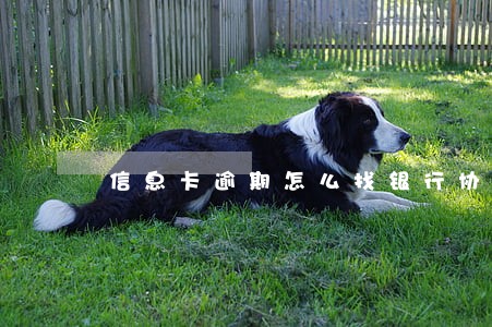 信息卡逾期怎么找银行协商 信息卡逾期怎么找银行协商