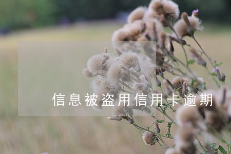 信息被盗用信用卡逾期