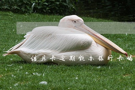 信月卡逾期能办银行卡吗 信月卡逾期能办银行卡吗
