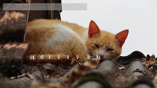 信用3000逾期 信用3000逾期