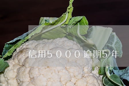 信用5000逾期5年