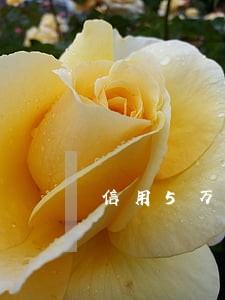 信用5万卡逾期判几年 信用5万卡逾期判几年