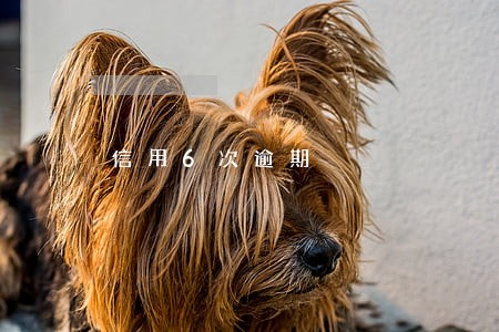 信用6次逾期