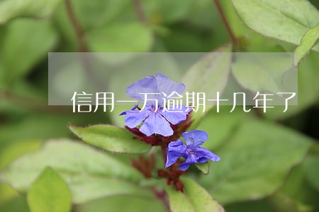 信用一万逾期十几年了 信用一万逾期十几年了