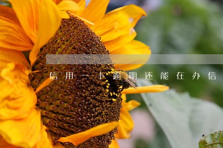 信用一卜逾期还能在办信用卡吗 信用一卜逾期还能在办信用卡吗
