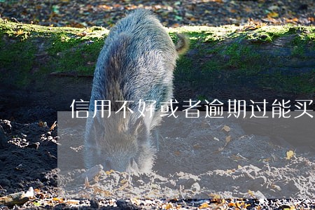 信用不好或者逾期过能买车吗 信用不好或者逾期过能买车吗
