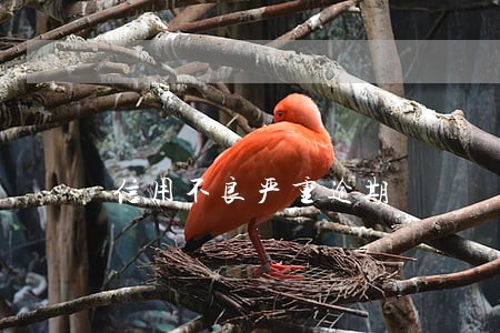信用不良严重逾期 信用不良严重逾期