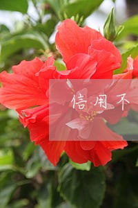 信用不良是指征信有逾期吗 信用不良是指征信有逾期吗