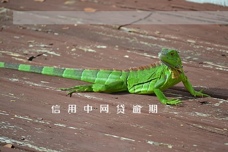 信用中网贷逾期 信用中网贷逾期