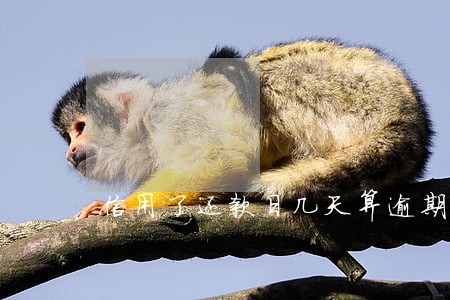 信用了还款日几天算逾期 信用了还款日几天算逾期