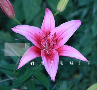 信用了逾期15天 信用了逾期15天