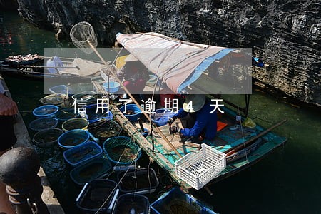 信用了逾期4天 信用了逾期4天
