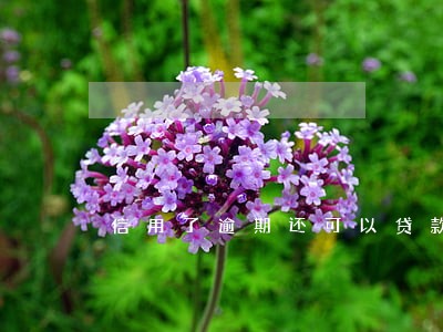 信用了逾期还可以贷款吗 信用了逾期还可以贷款吗
