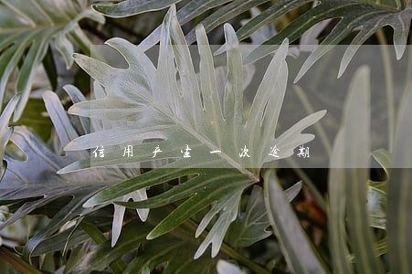 信用产生一次逾期