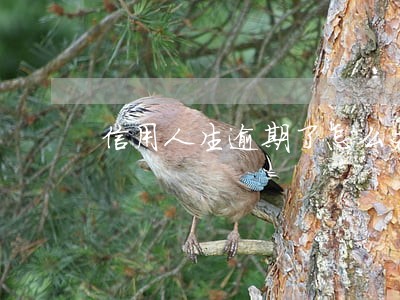 信用人生逾期了怎么办 信用人生逾期了怎么办