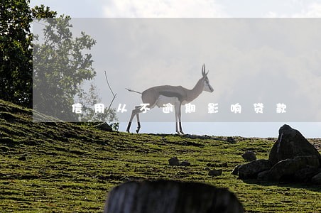 信用从不逾期影响贷款 信用从不逾期影响贷款