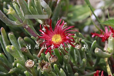 信用从来没有逾期 信用从来没有逾期