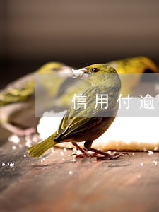 信用付逾期6天怎么办