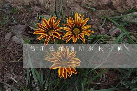 信用住能逾期多长时间 信用住能逾期多长时间