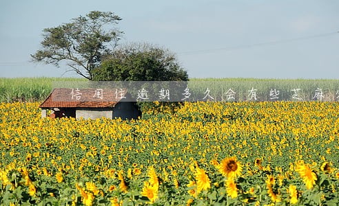 信用住逾期多久会有些芝麻分 信用住逾期多久会有些芝麻分