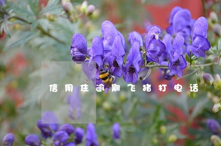 信用住逾期飞猪打电话 信用住逾期飞猪打电话