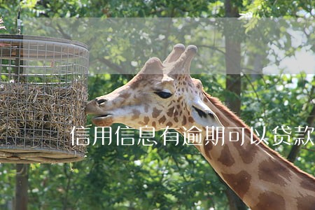 信用信息有逾期可以贷款吗