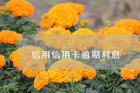 信用信用卡逾期利息