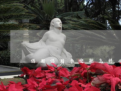 信用信用卡逾期怎样办理信用卡