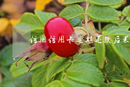 信用信用卡逾期还款后果 信用信用卡逾期还款后果