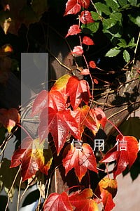 信用信用卡逾期还款没有额度 信用信用卡逾期还款没有额度