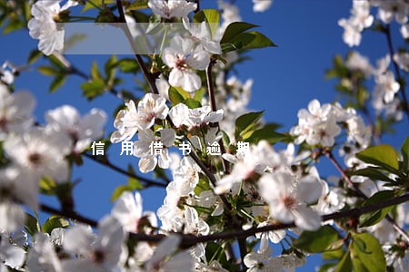 信用借书逾期 信用借书逾期