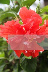信用借人被逾期 信用借人被逾期