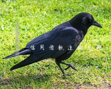 信用借款连续逾期3次 信用借款连续逾期3次