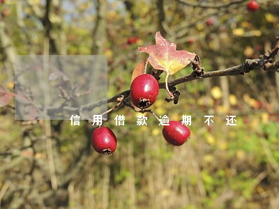 信用借款逾期不还 信用借款逾期不还
