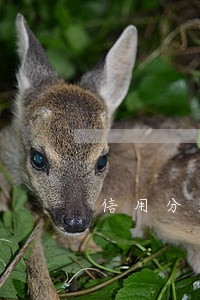 信用分逾期多久能恢复 信用分逾期多久能恢复