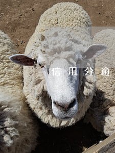 信用分逾期怎么补回来 信用分逾期怎么补回来