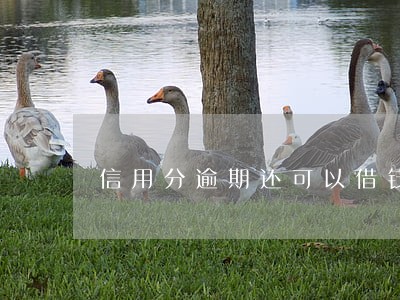 信用分逾期还可以借钱吗 信用分逾期还可以借钱吗