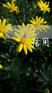 信用卞逾期警察会打电话立案吗