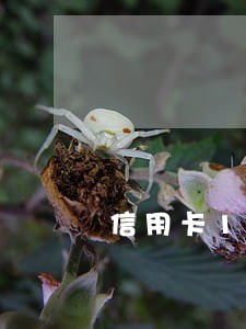 信用卡1000元逾期7个月 信用卡1000元逾期7个月
