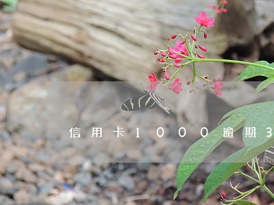 信用卡1000逾期3个月 信用卡1000逾期3个月